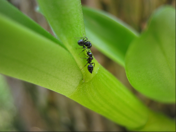 Orquideas con hormigas jardinagro.com